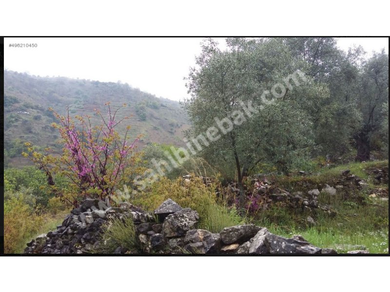 Aydın Efeler Eğrikavak Mah. Satılık Zeytinlik 4177 m2