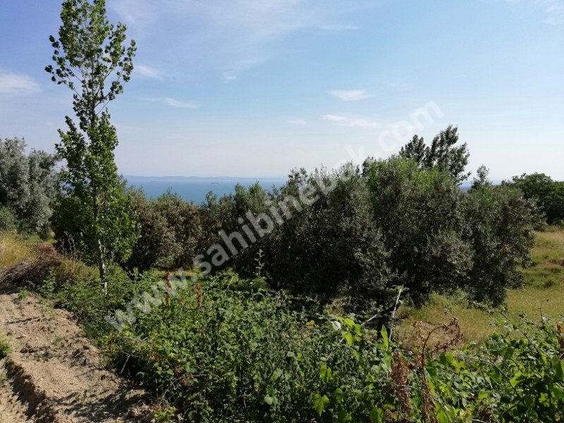 Tekirdağ Şarköy'de  Sahibinden Satılık Zeytin Tarlası