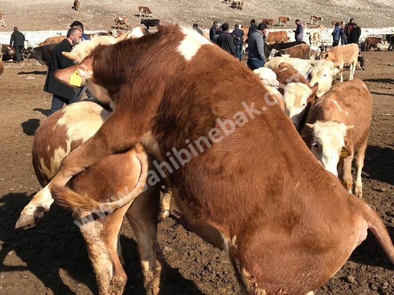 Kars Hayvan Pazarı Kurbanlık Besilik Erkek Dana TEM'in Edilir.