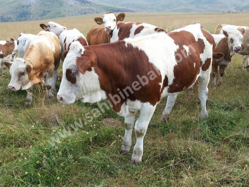 Kars Hayvan Pazarı Kurbanlık Besilik Erkek Dana TEM'in Edilir.