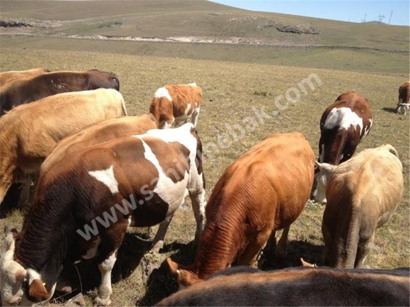 Kars Hayvan Pazarı Kurbanlık Besilik Erkek Dana TEM'in Edilir.