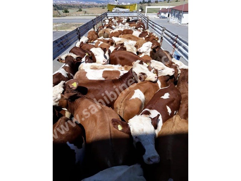 Kars Hayvan Pazarı Kurbanlık Besilik Erkek Dana TEM'in Edilir.