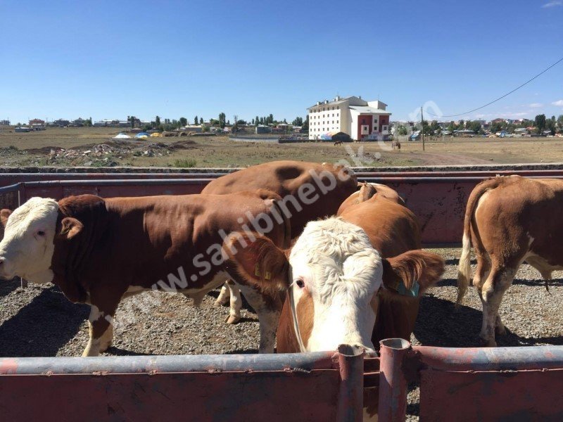 Kars Hayvan Pazarı Kurbanlık Besilik Erkek Dana TEM'in Edilir.