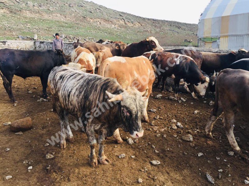 Kars Hayvan Pazarı Kurbanlık Besilik Erkek Dana TEM'in Edilir.