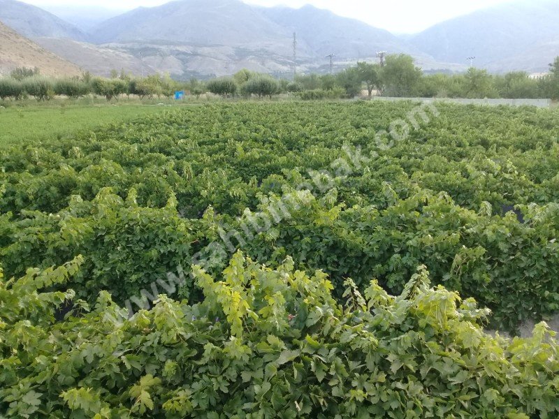 Erzincan Üzümlü'de Sahibinden Satılık Bağ