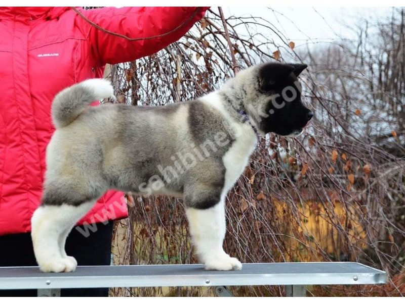 Amerikan akita yavruları dost pet