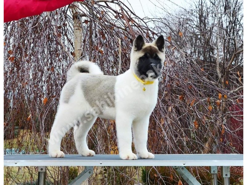 Amerikan akita yavruları dost pet