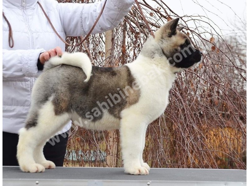 Amerikan akita yavruları dost pet