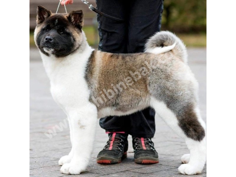 Amerikan akita yavruları dost pet