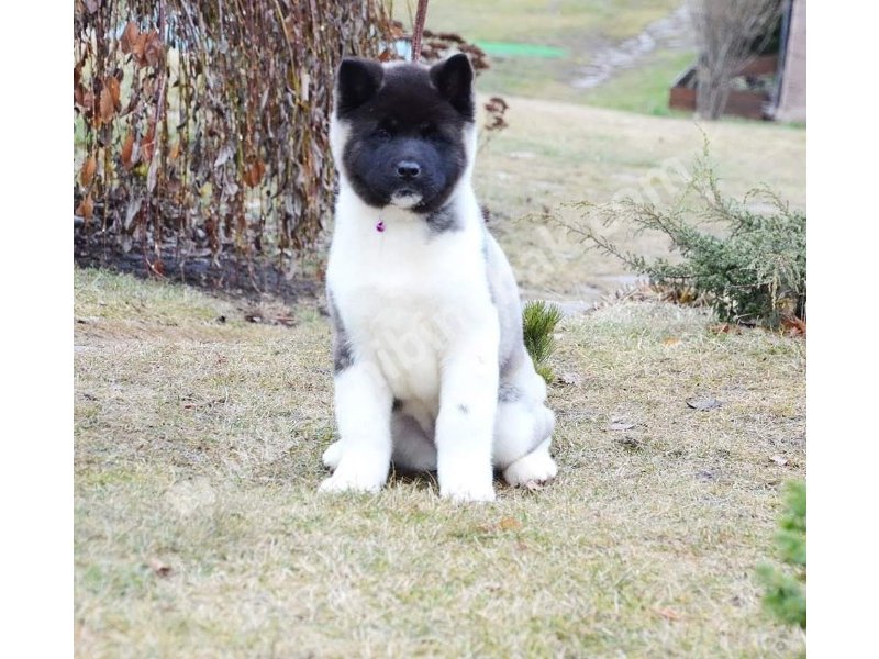 Amerikan akita yavruları dost pet