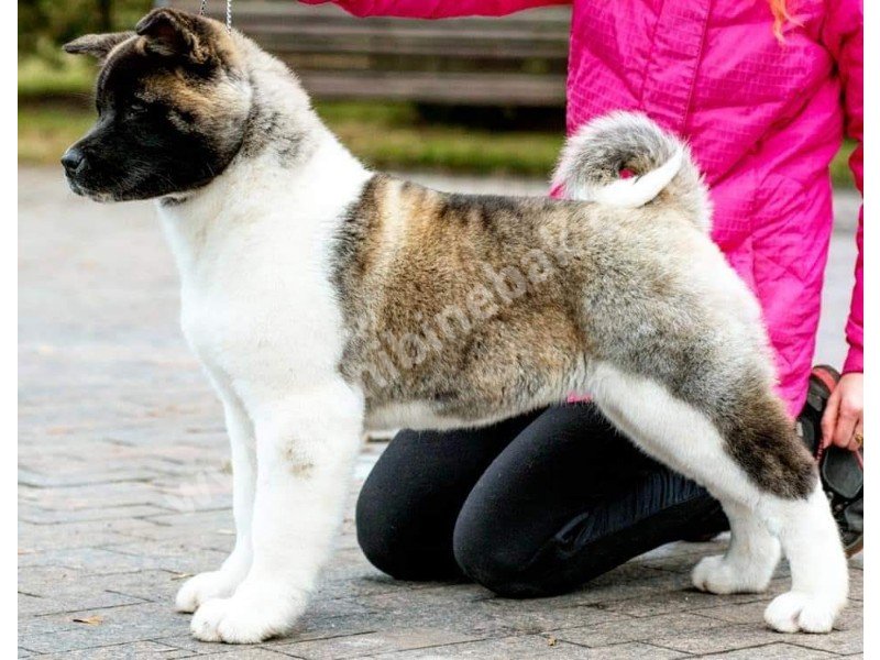 Amerikan akita yavruları dost pet