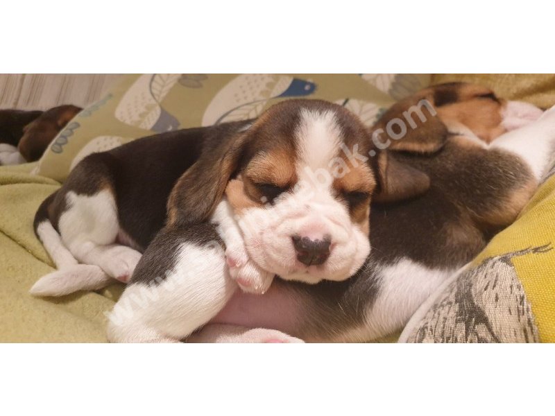 Beagle yavruları dost pet