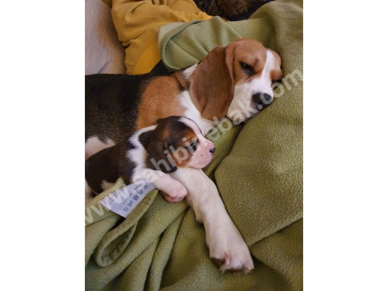Beagle yavruları dost pet