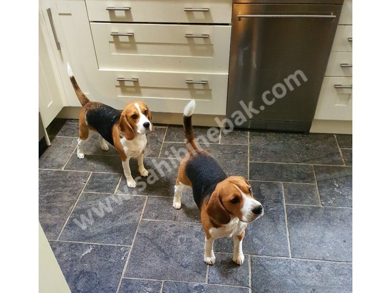 Beagle yavruları dost pet