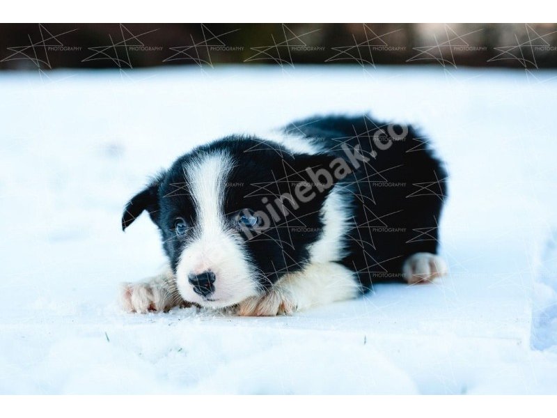 Border collie yavruları dost pet