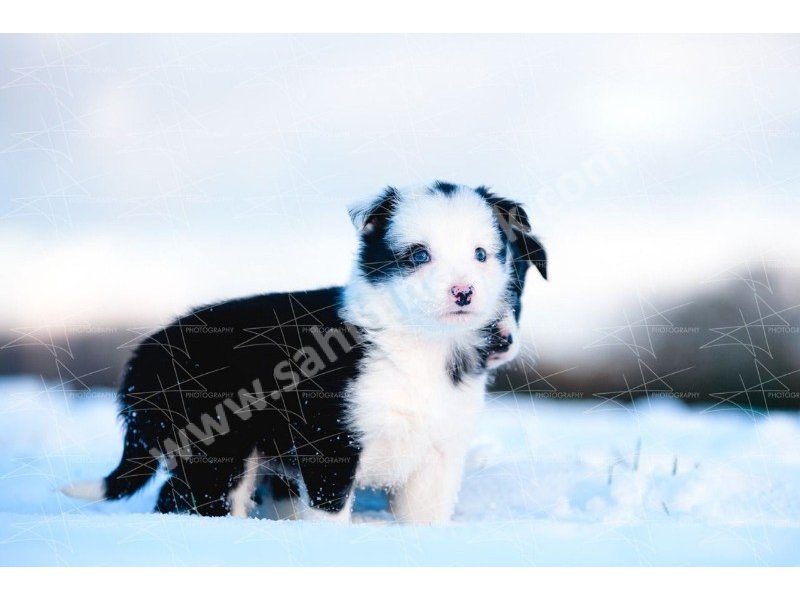 Border collie yavruları dost pet