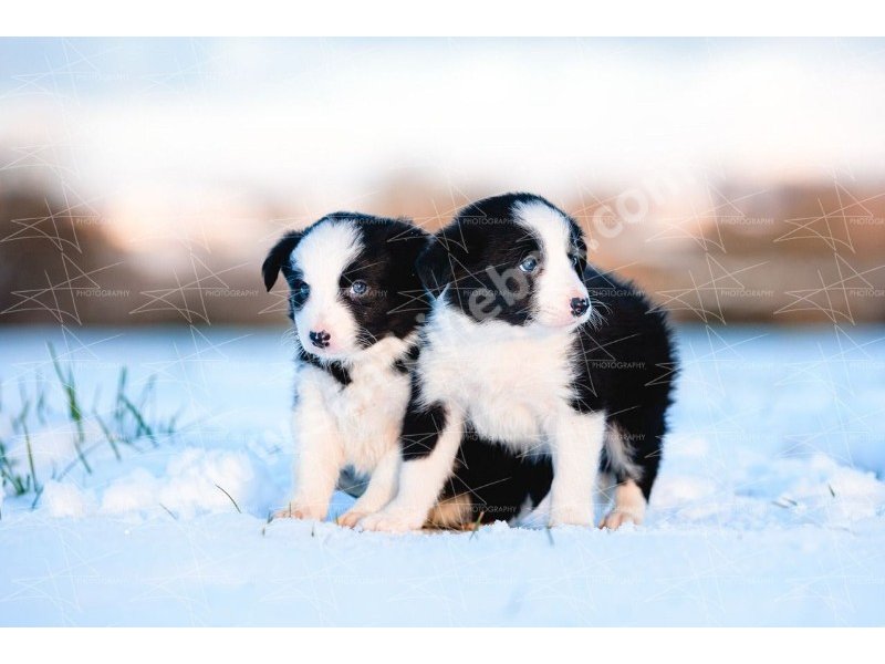 Border collie yavruları dost pet