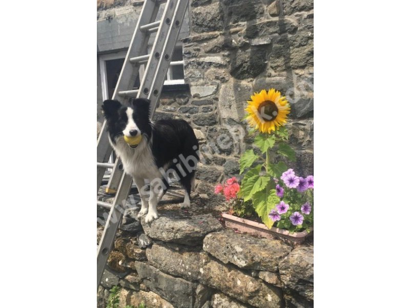 Border collie yavruları dost pet