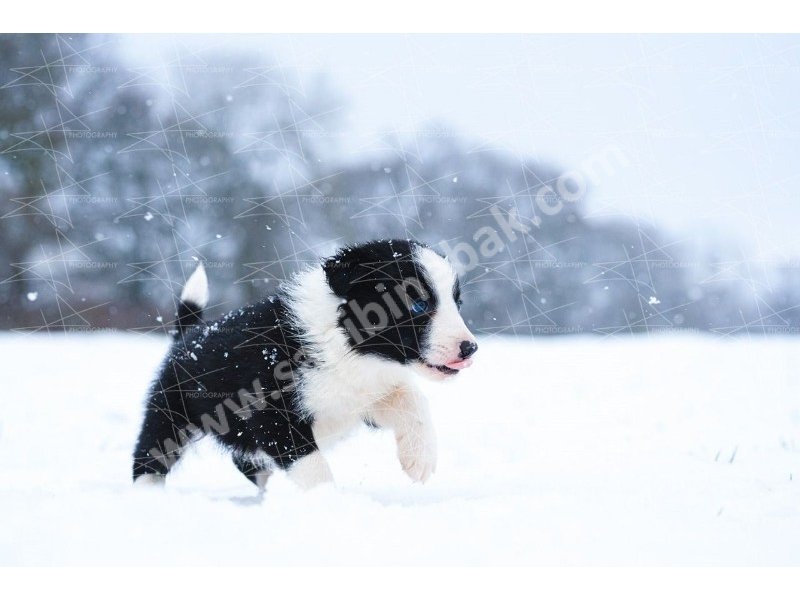 Border collie yavruları dost pet