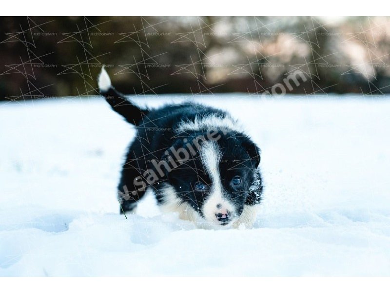 Border collie yavruları dost pet