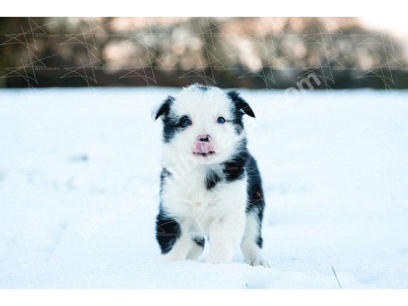 Border collie yavruları dost pet