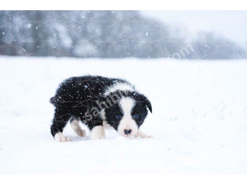 Border collie yavruları dost pet