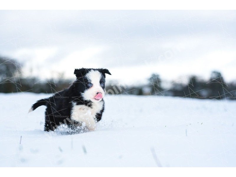 Border collie yavruları dost pet