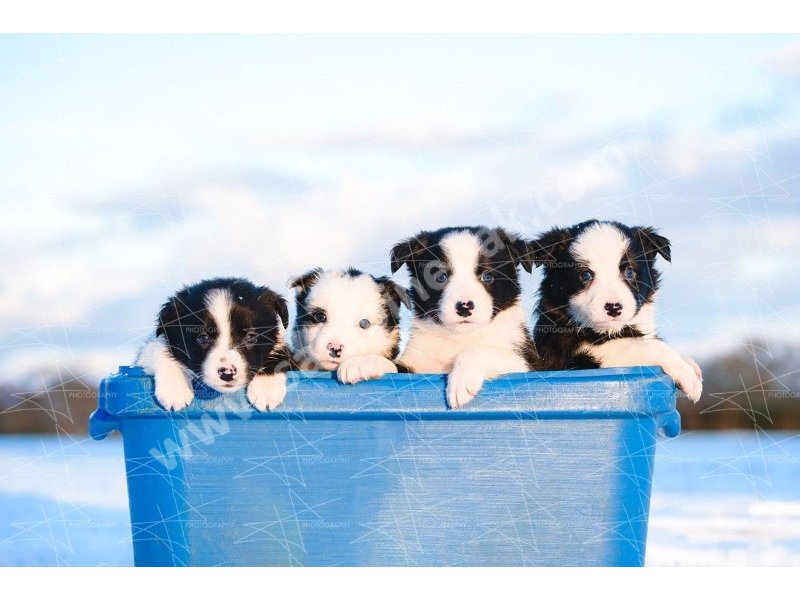 Border collie yavruları dost pet