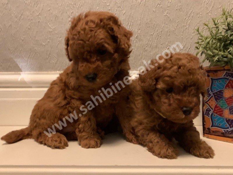 Toy poodle yavruları dost pet