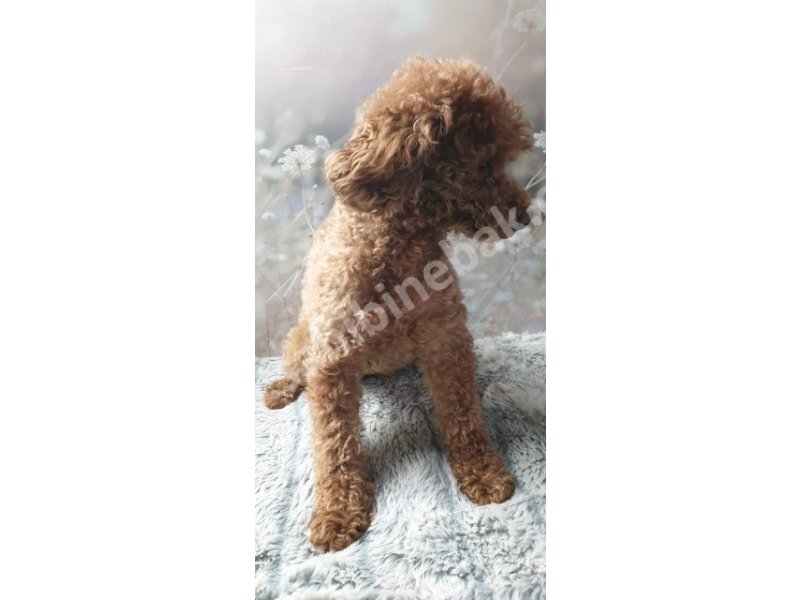 Toy poodle yavruları dost pet