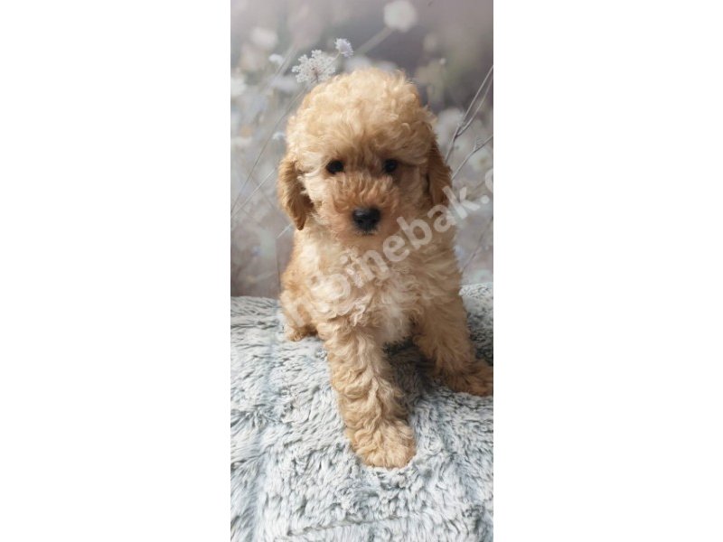 Toy poodle yavruları dost pet