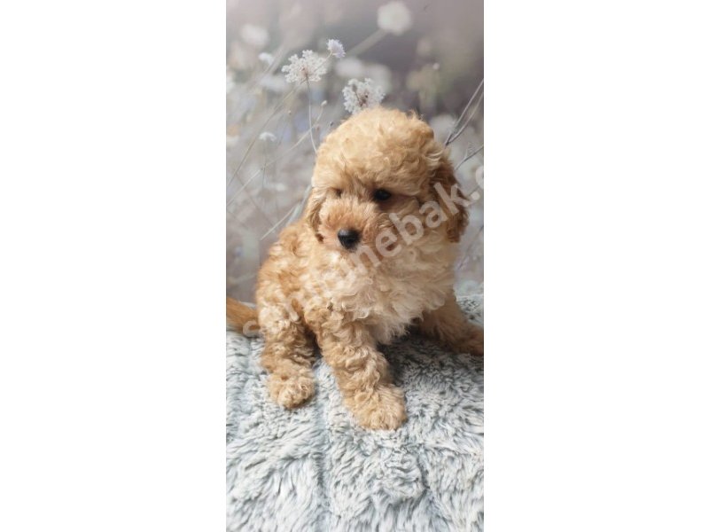 Toy poodle yavruları dost pet