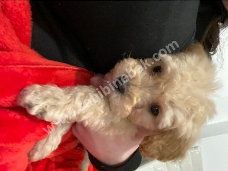 Toy poodle yavruları dost pet