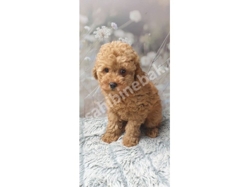 Toy poodle yavruları dost pet