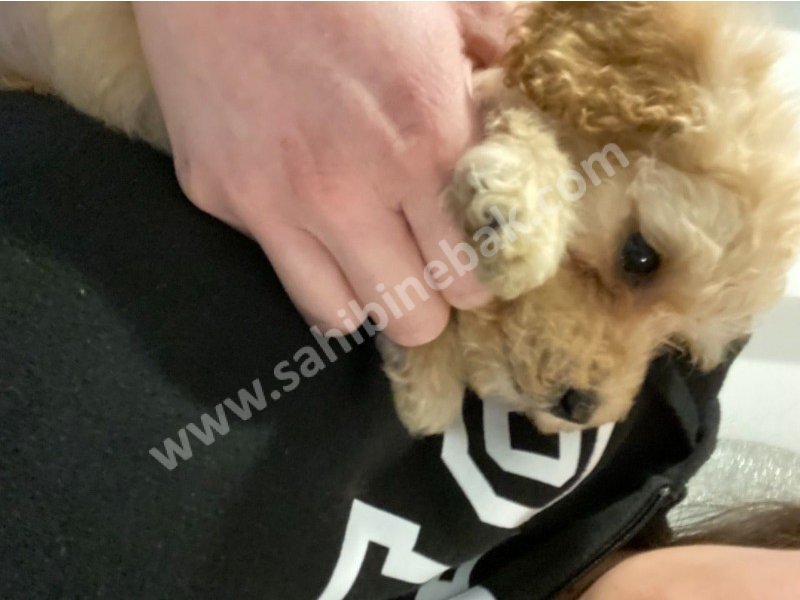 Toy poodle yavruları dost pet