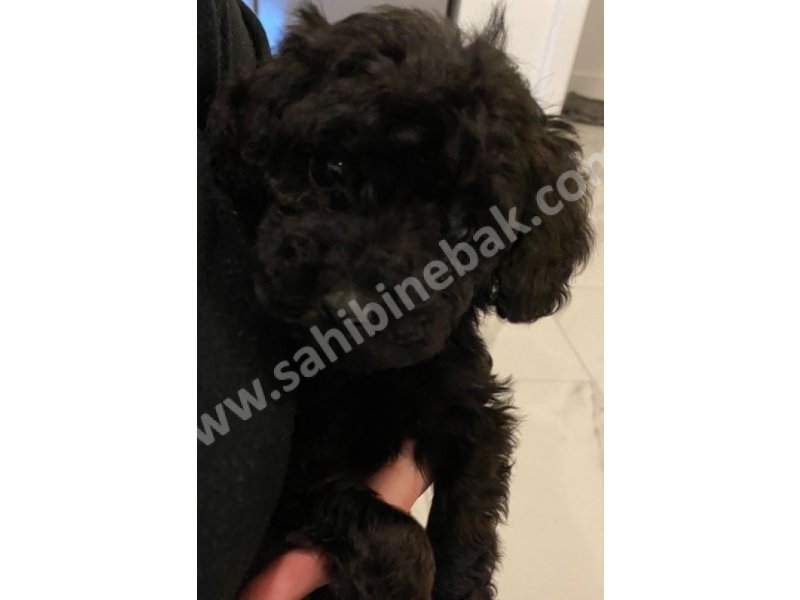 Toy poodle yavruları dost pet