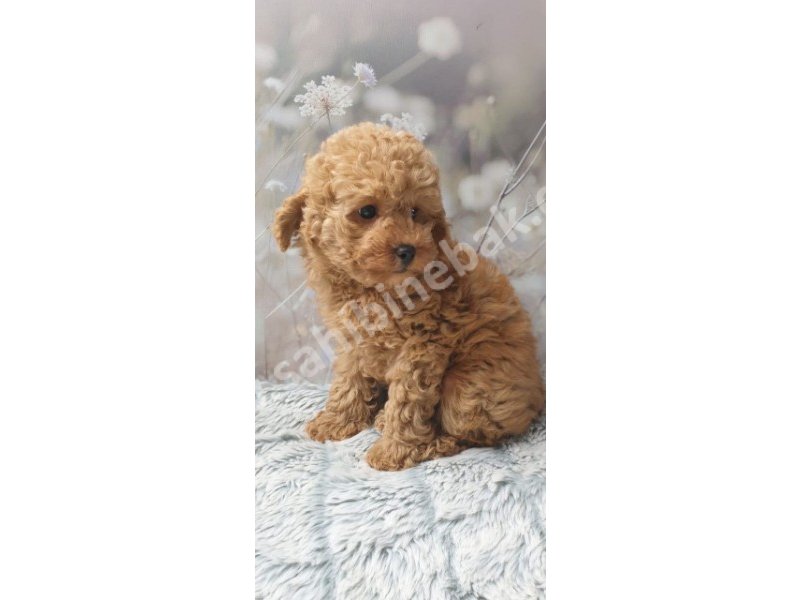 Toy poodle yavruları dost pet