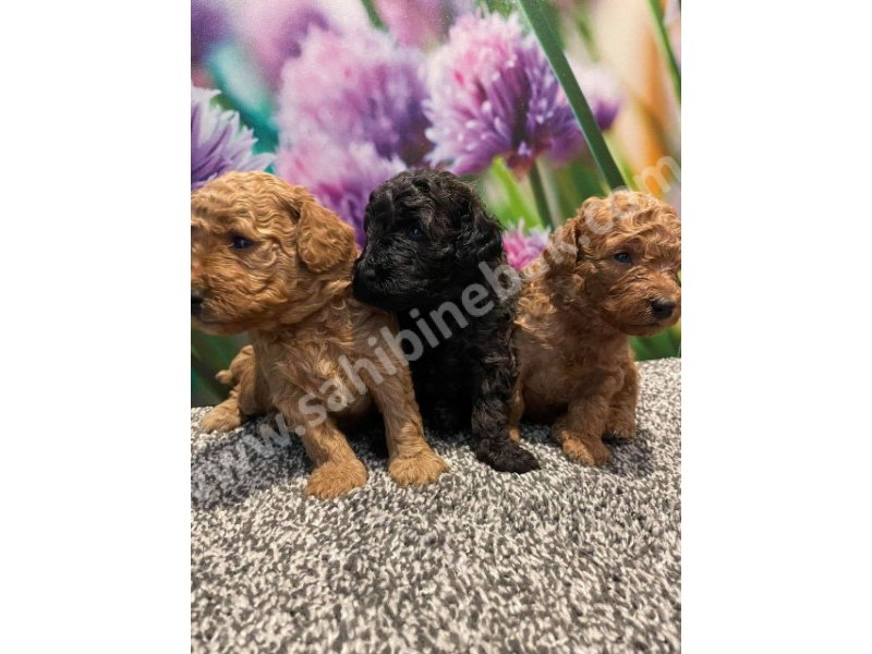 Toy poodle yavruları dost pet