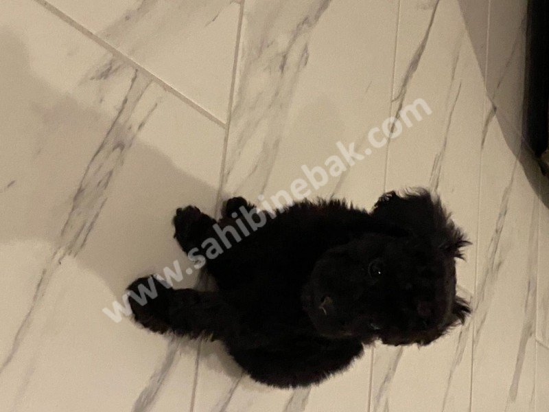 Toy poodle yavruları dost pet