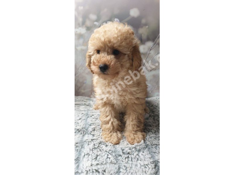 Toy poodle yavruları dost pet