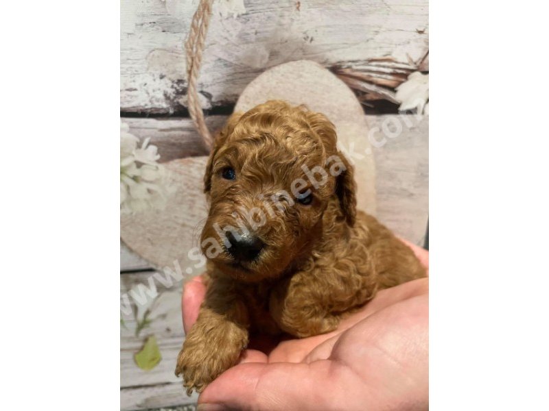 Toy poodle yavruları dost pet