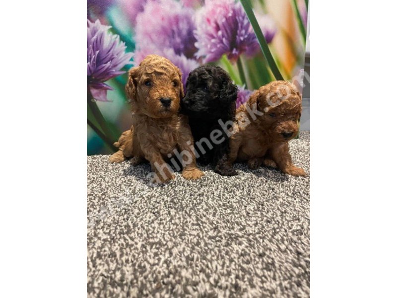 Toy poodle yavruları dost pet