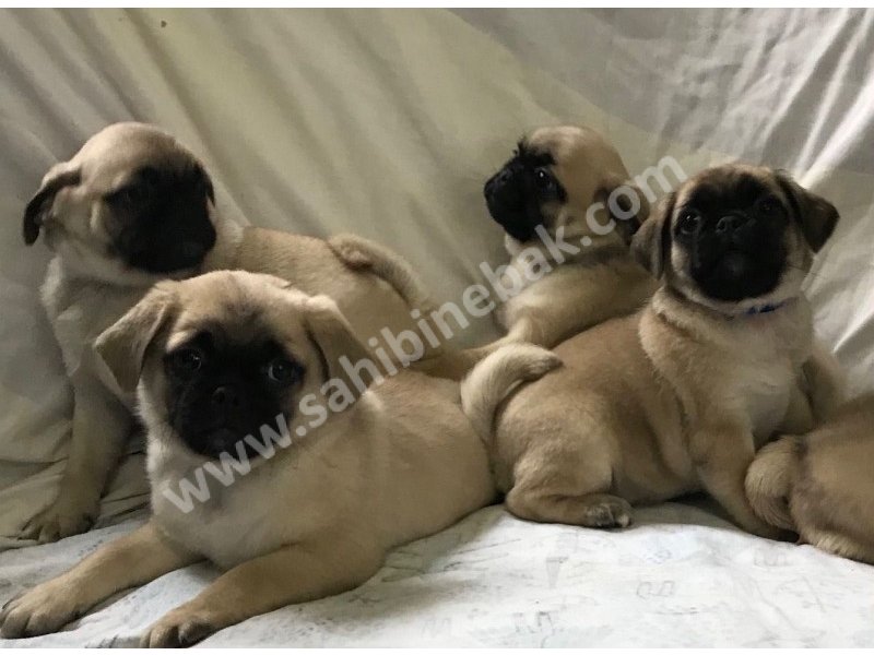 Pug mops yavruları dost pet
