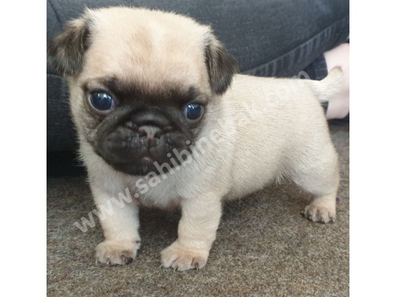 Pug mops yavruları dost pet