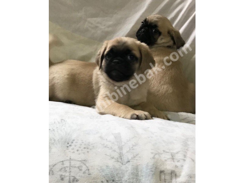 Pug mops yavruları dost pet