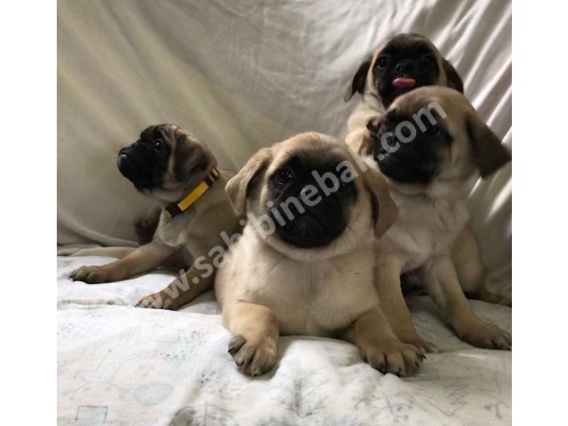 Pug mops yavruları dost pet