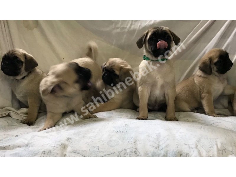 Pug mops yavruları dost pet