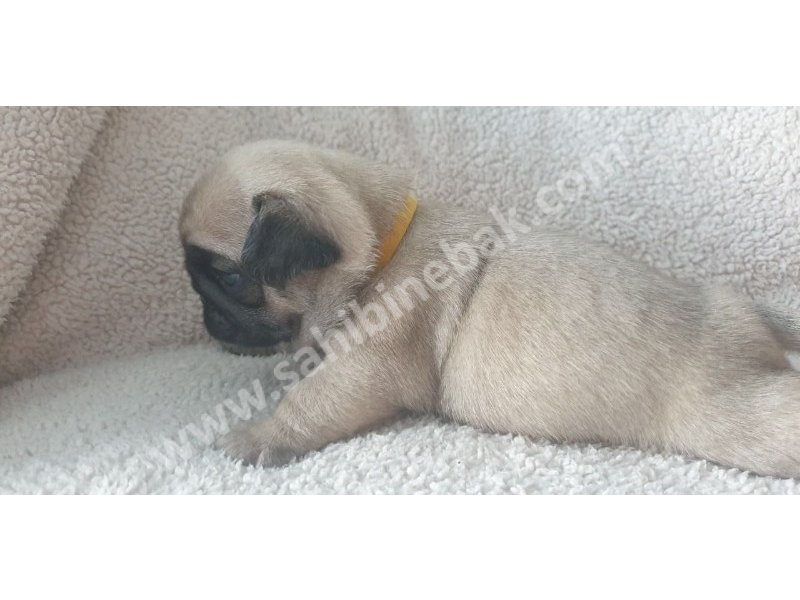 Pug mops yavruları dost pet