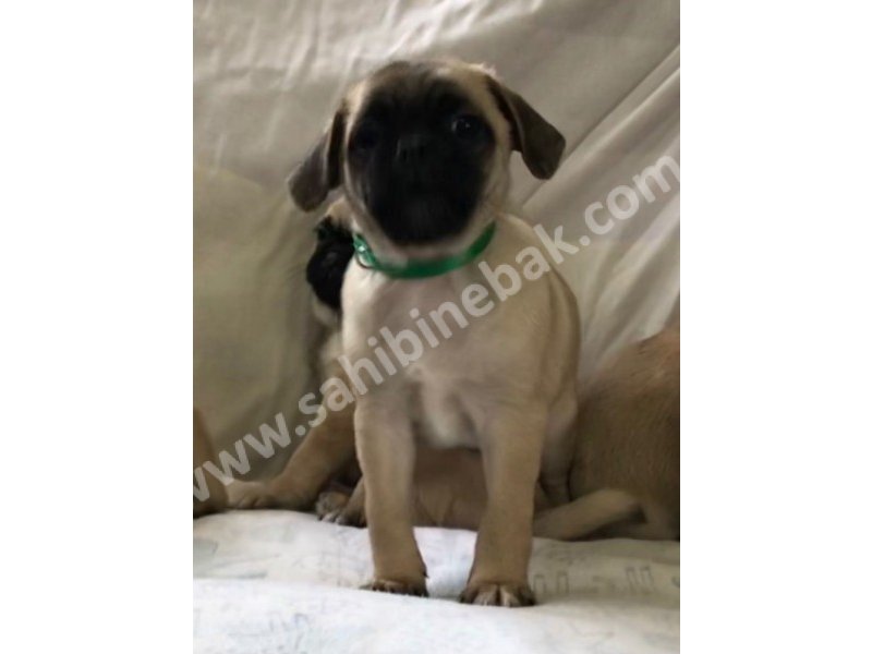 Pug mops yavruları dost pet