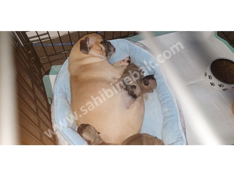 Pug mops yavruları dost pet